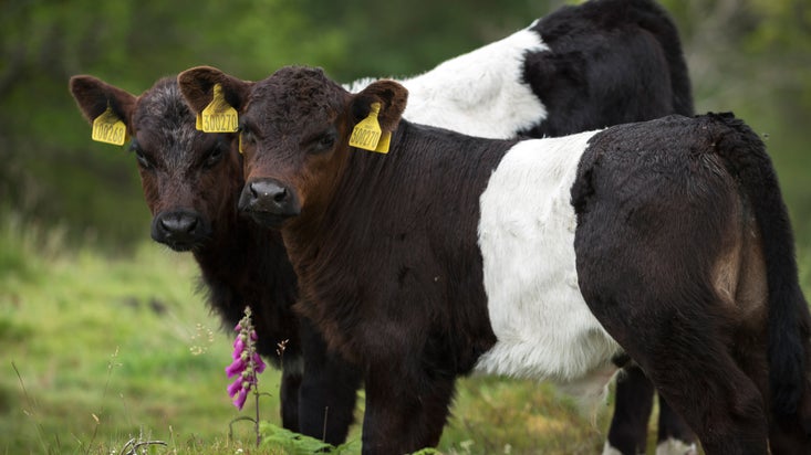 Two Belted Galloway cows at Tarn Hows, Lake District, Cumbria.